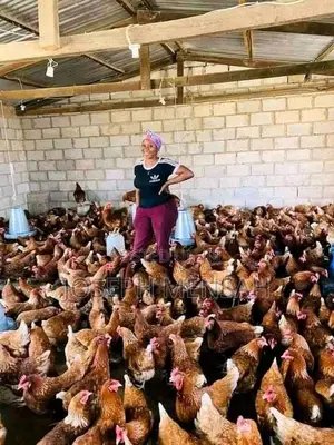 Poultry Farm Worker With Feed Mixing Experience