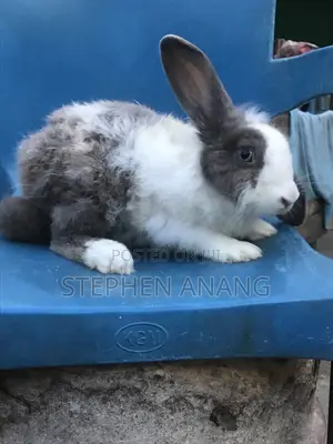 Rabbit - (California White and Other Foreign Breeds)