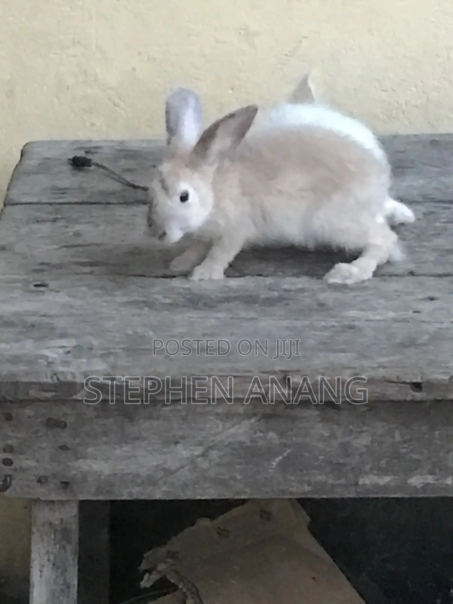Rabbit - (California White and Other Foreign Breeds)