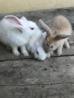 Rabbit - (California White and Other Foreign Breeds)