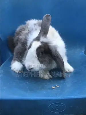 Rabbit - (California White and Other Foreign Breeds)