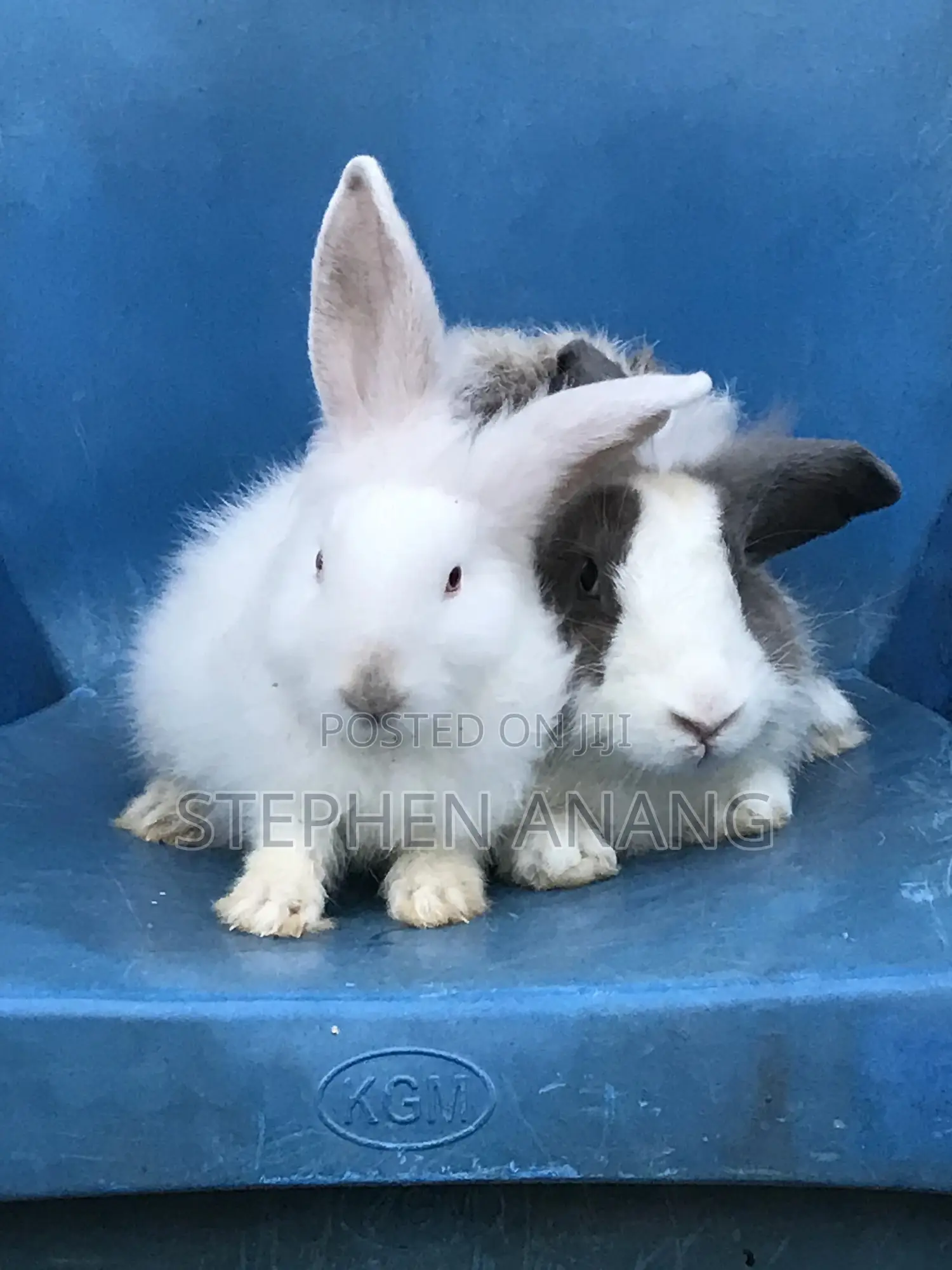 Rabbit - (California White and Other Foreign Breeds)