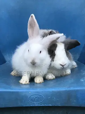 Rabbit - (California White and Other Foreign Breeds)