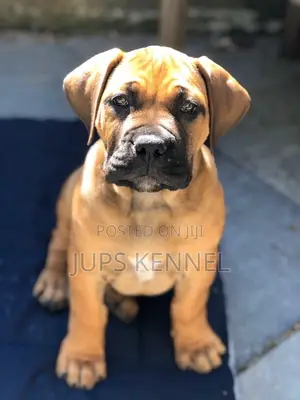 1-3 months Female Purebred Boerboel