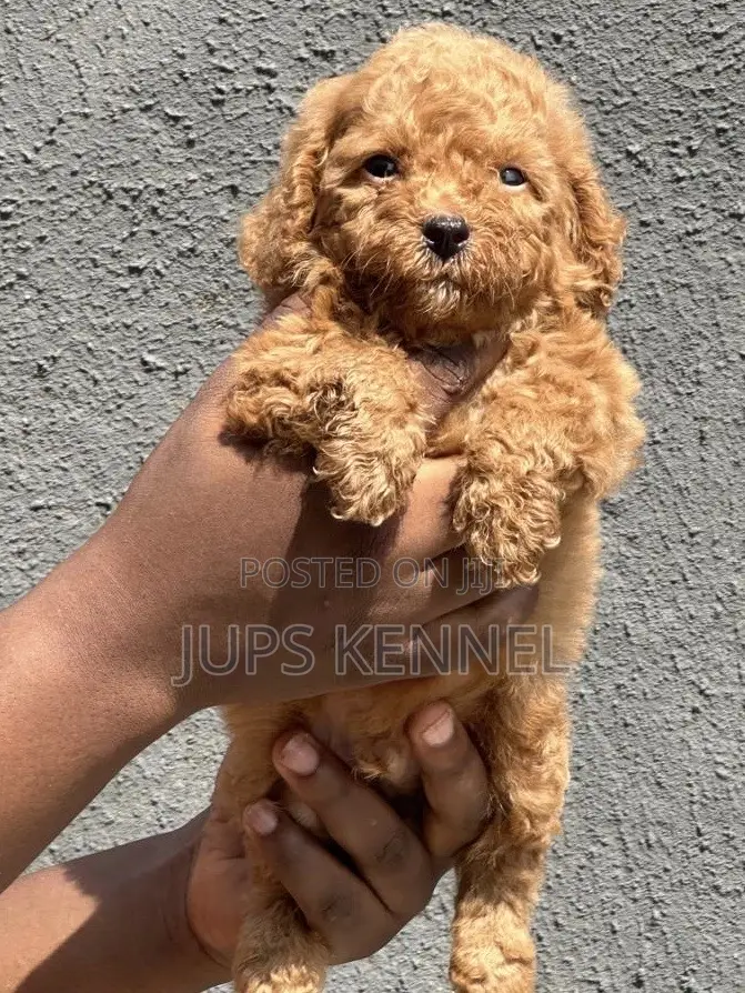 1-3 months Female Purebred Poodle