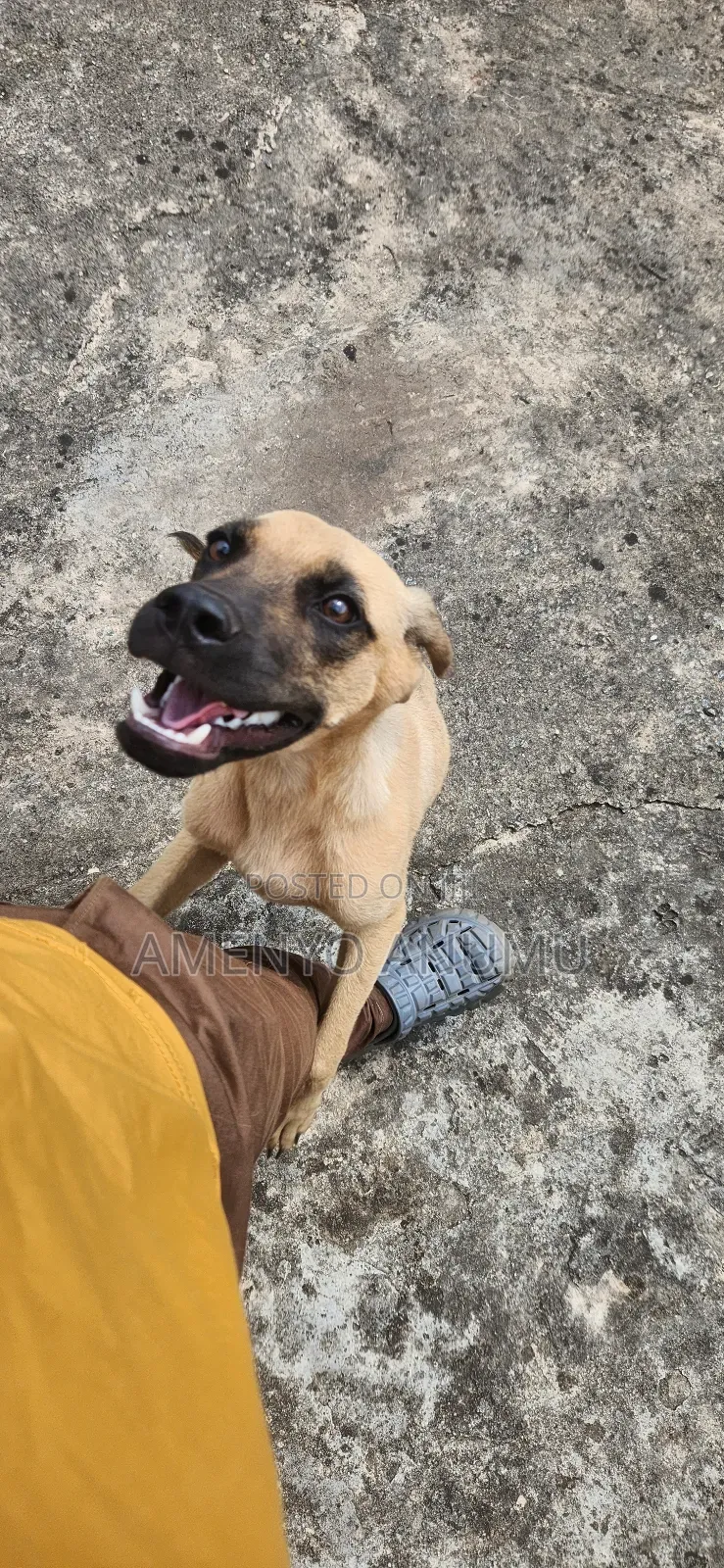 6-12 months Male Mixed Breed Boerboel