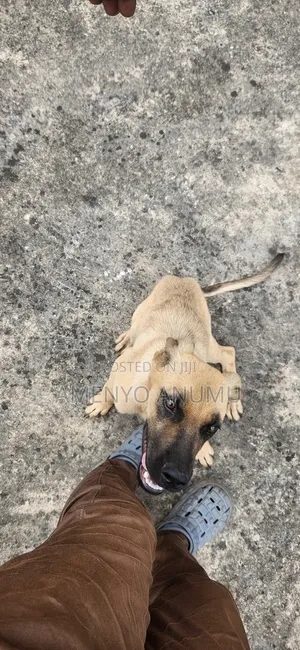 6-12 months Male Mixed Breed Boerboel