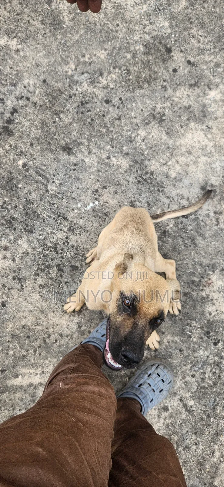 6-12 months Male Mixed Breed Boerboel