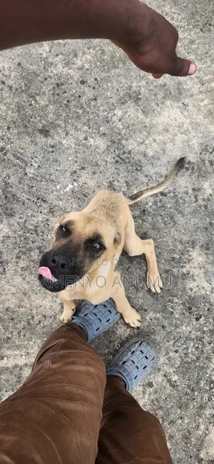 6-12 months Male Mixed Breed Boerboel