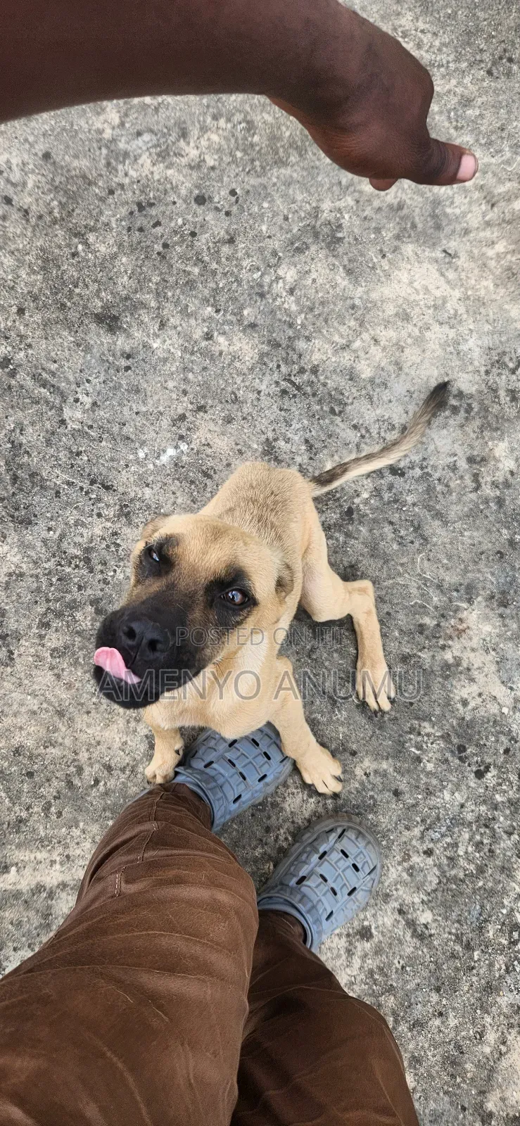 6-12 months Male Mixed Breed Boerboel