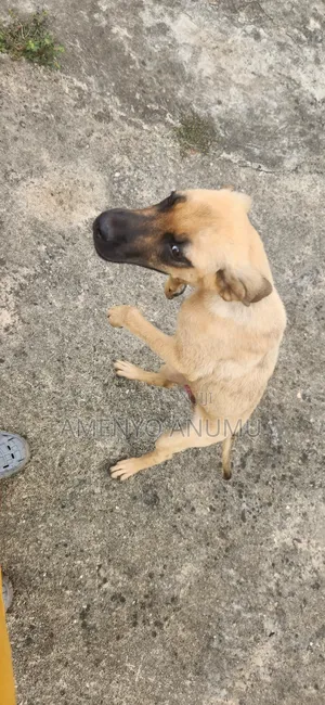 6-12 months Male Mixed Breed Boerboel