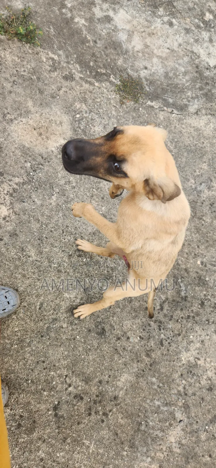 6-12 months Male Mixed Breed Boerboel
