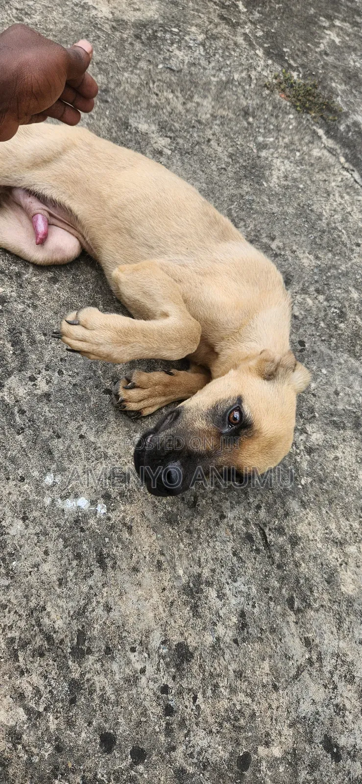 6-12 months Male Mixed Breed Boerboel
