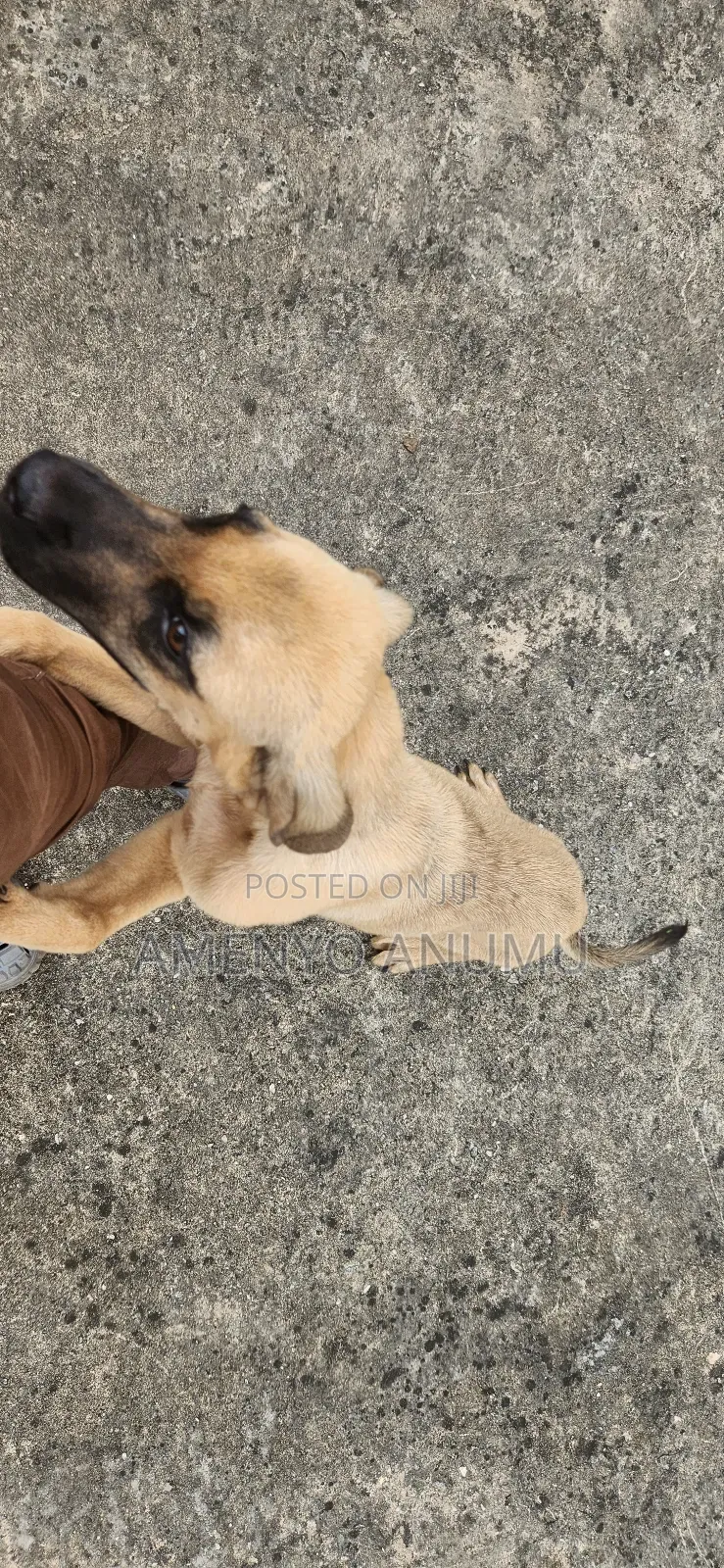 6-12 months Male Mixed Breed Boerboel