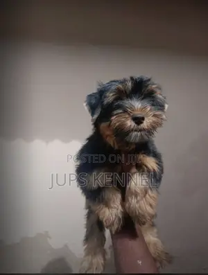 1-3 months Female Purebred Yorkshire Terrier