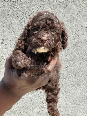 1-3 months Female Purebred Poodle