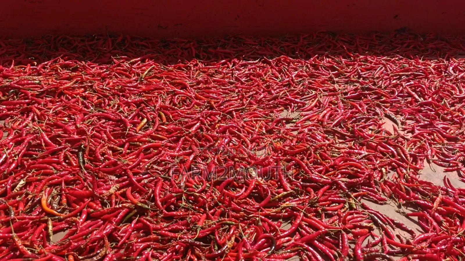 Dried Chilli Pepper