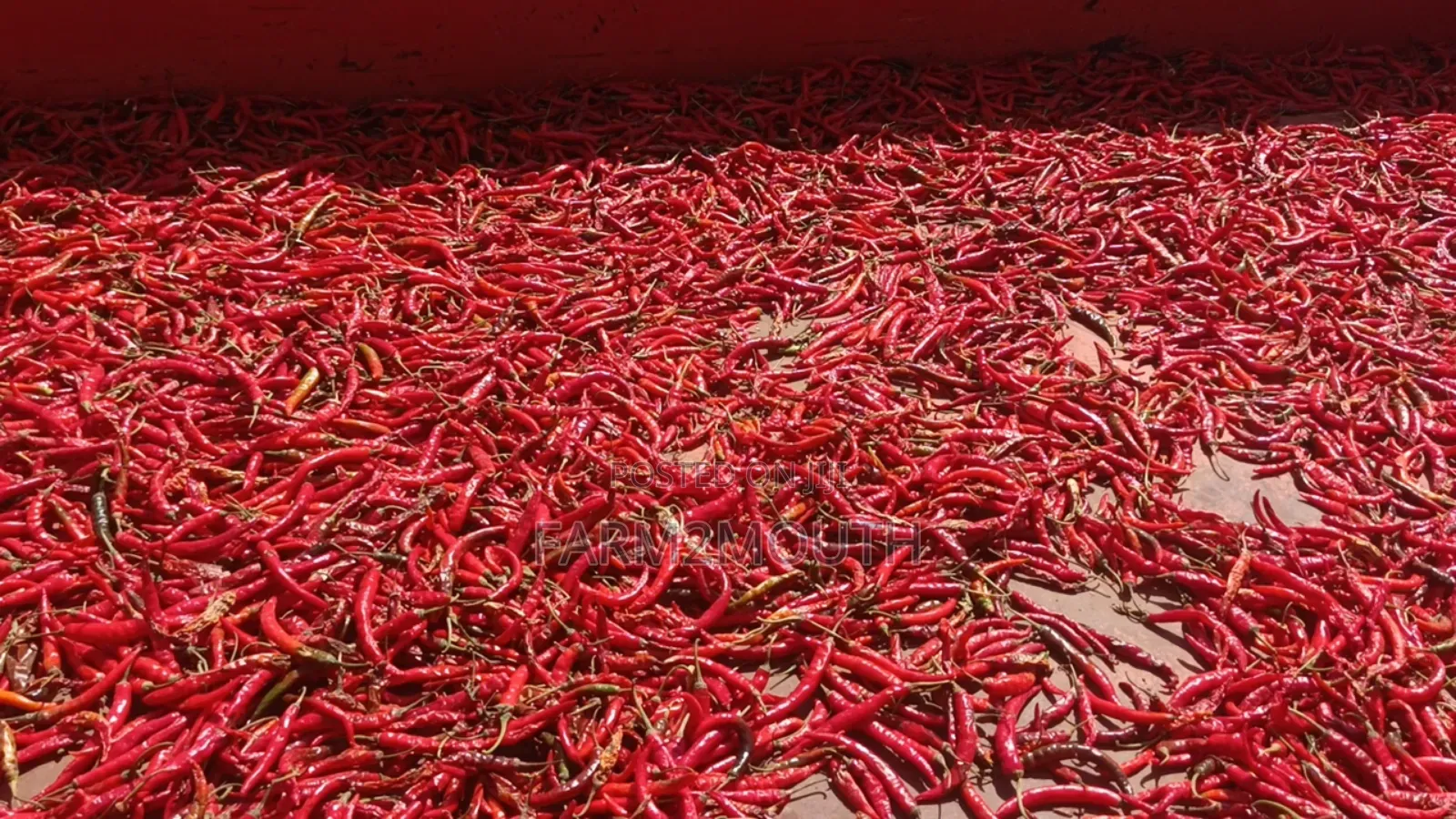 Dried Chilli Pepper