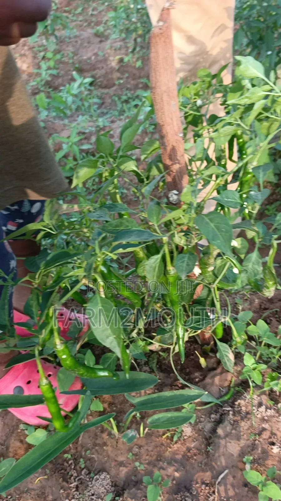 Dried Chilli Pepper