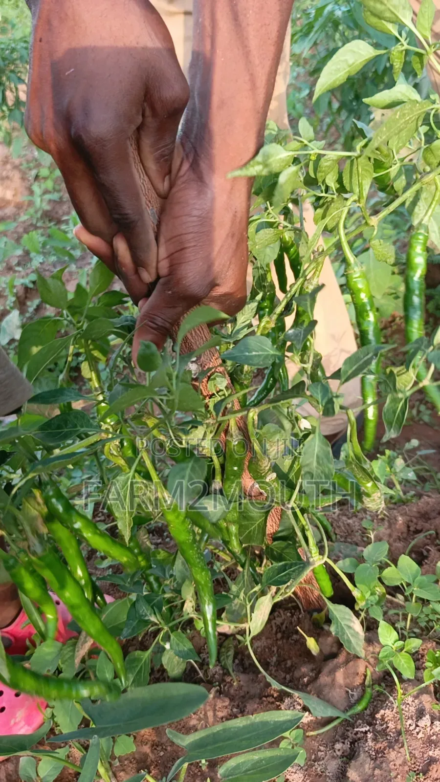 Dried Chilli Pepper