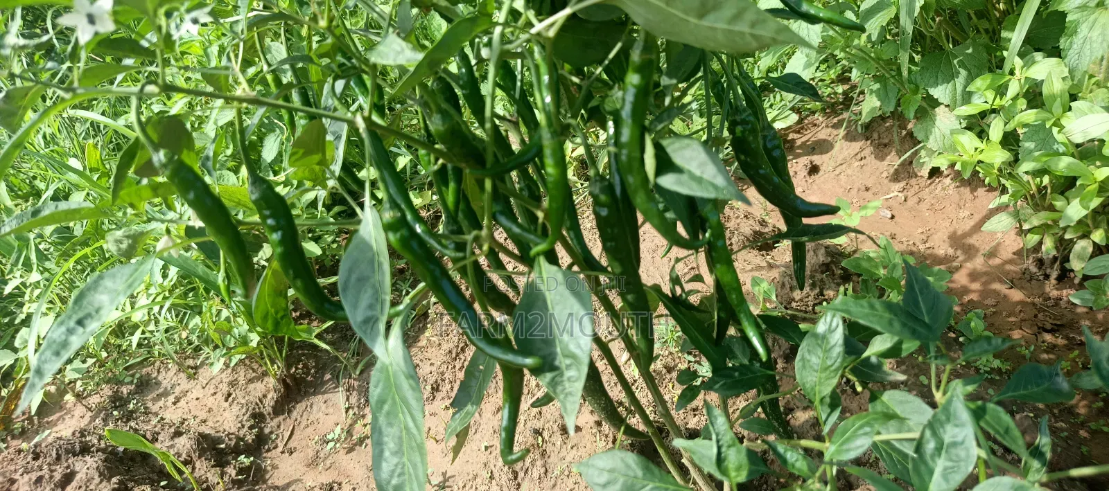 Dried Chilli Pepper