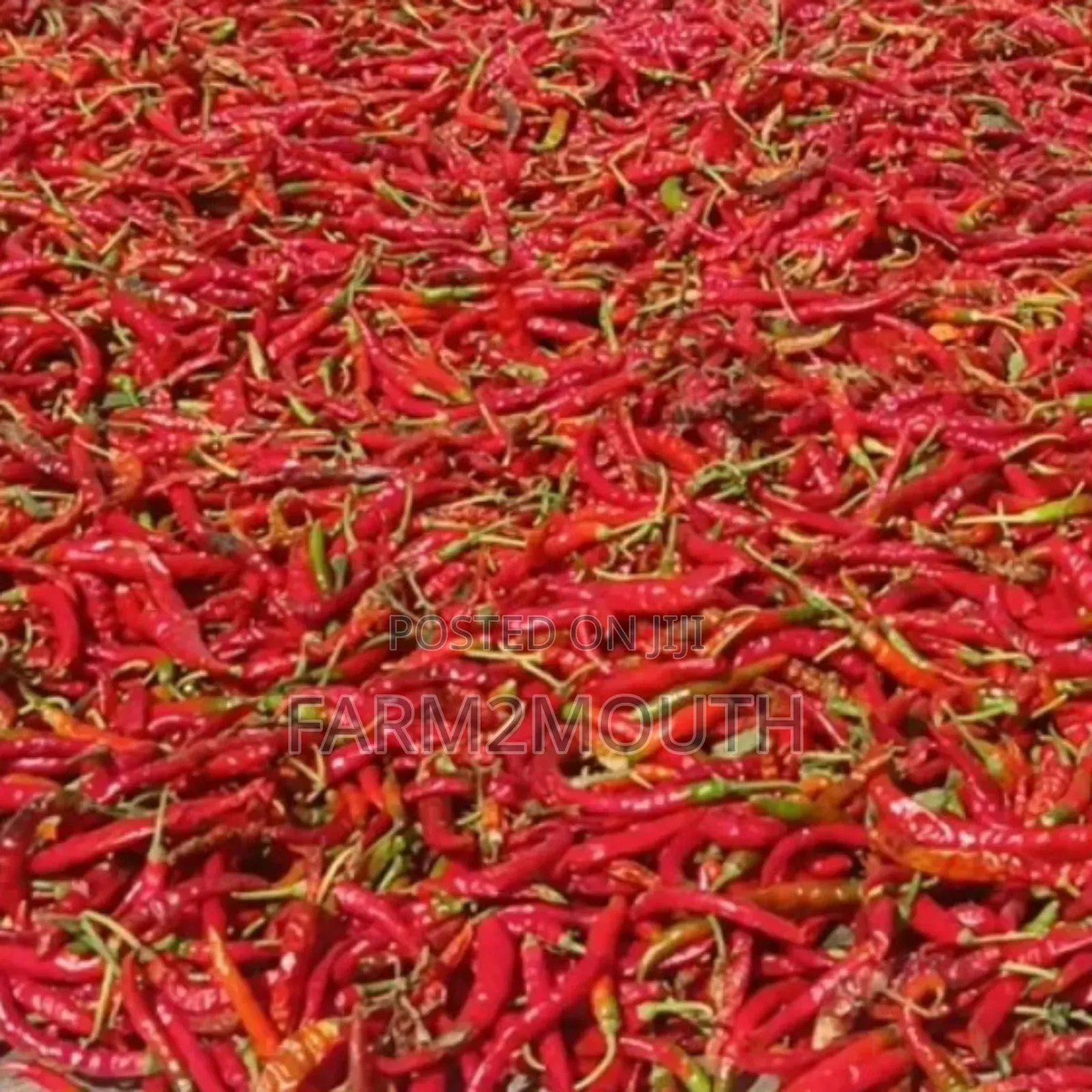 Dried Chilli Pepper