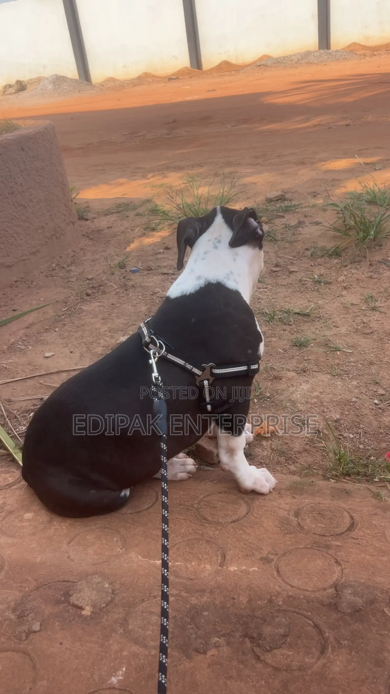 3-6 months Female Purebred American Pit Bull Terrier