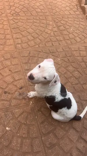 3-6 months Female Purebred American Pit Bull Terrier