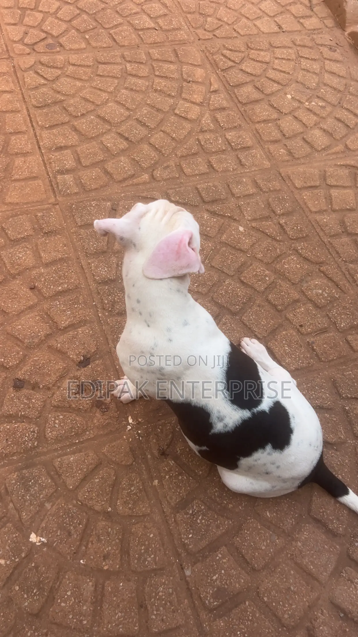 3-6 months Female Purebred American Pit Bull Terrier