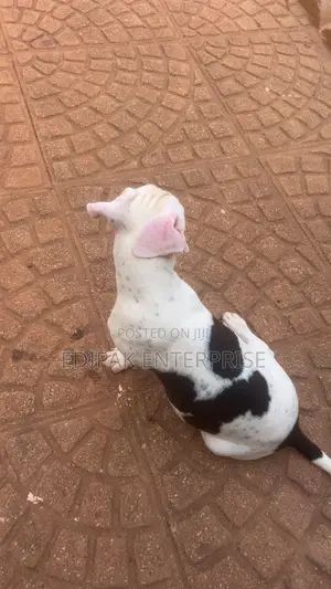 3-6 months Female Purebred American Pit Bull Terrier