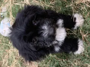 1-3 months Female Purebred Poodle