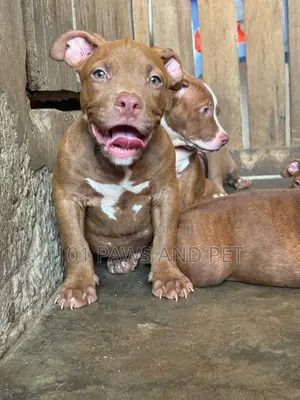 1-3 months Male Purebred American Pit Bull Terrier