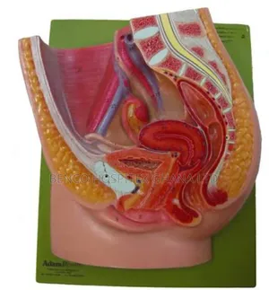 Female Pelvic Model