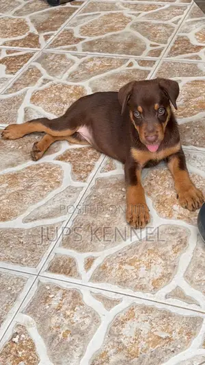 1-3 months Female Purebred Doberman Pinscher