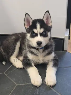 1-3 months Male Purebred Siberian Husky