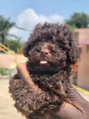 1-3 months Female Purebred Poodle