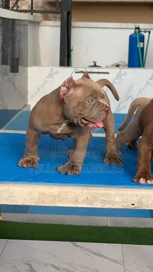 1-3 months Female Purebred American Bully