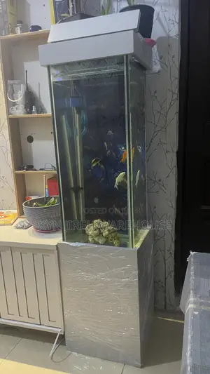 Greyhound Aquarium With 10 Fishes
