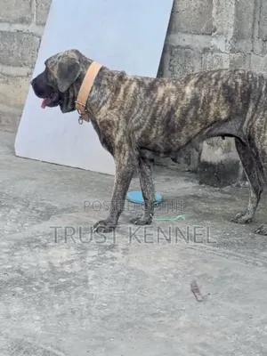 6-12 months Male Purebred Boerboel