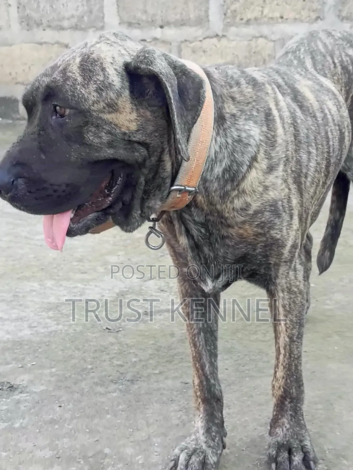 6-12 months Male Purebred Boerboel