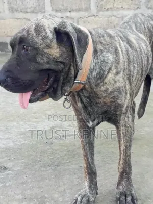 6-12 months Male Purebred Boerboel
