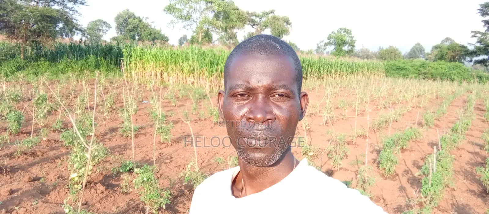 Agronomist/Vegetable Farm Sipervisor