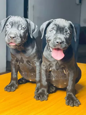 1-3 months Male Purebred Cane Corso