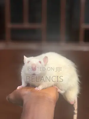 Pet Rats Very Friendly and Humble