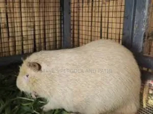 Matured Male Albino Grasscutter for Crossing