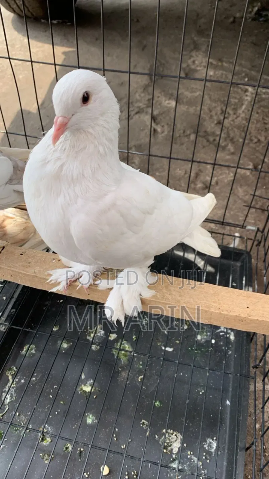 Home of All Kinds Pigeons