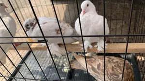 Home of All Kinds Pigeons