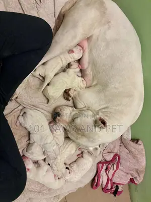 1-3 months Male Purebred Dogo Argentino