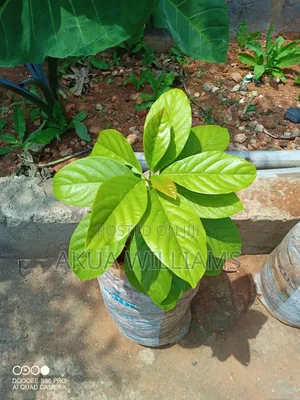 Organic Seedlings For Trees, Plants And Veggies. Local And Foreign