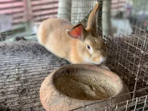 Rabbit for Sale